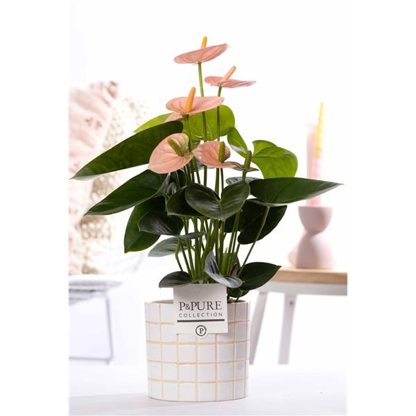 <h4>Anthurium pink (Spirit) in P&PURE Tirza ceramics</h4>