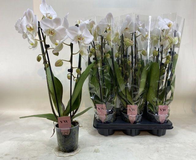 <h4>PHAL CASCADE WHITE 2 TAK</h4>