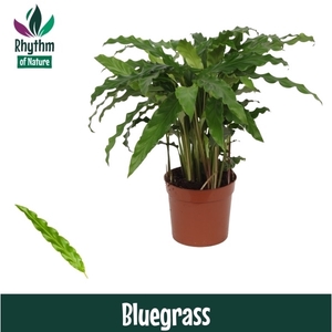 Calathea 12cm Bluegrass Rhythm of Nature