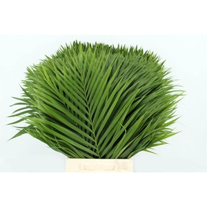 Chrysalidocarpus Lutescens