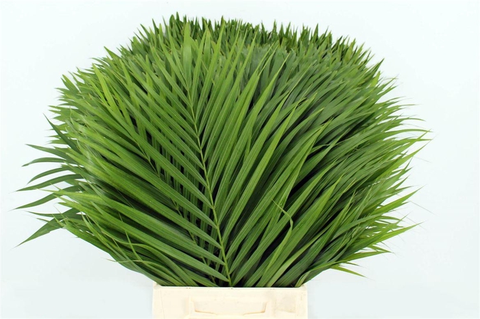 <h4>Chrysalidocarpus Lutescens</h4>