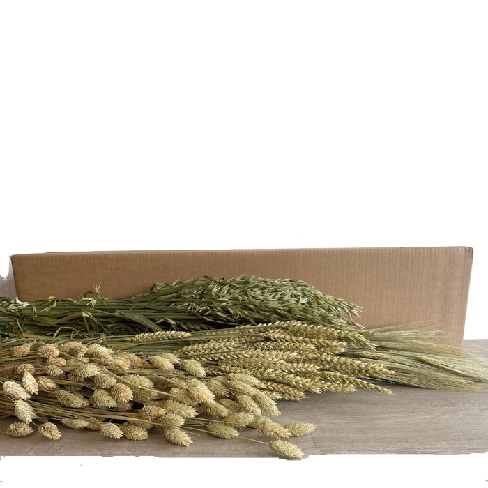 Droogbloem DIY box assorti 65-75cm