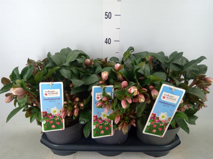 <h4>Helleborus  'Angel Glow'</h4>