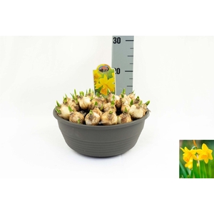 Narcissus DU 'Tete Boucle'