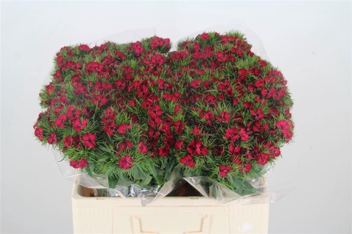 <h4>Di Barb Amras Bre</h4>