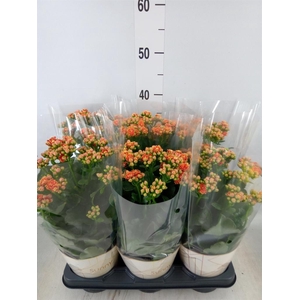 Kalanchoe  'Volcanic Orange'