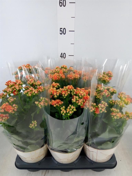 <h4>Kalanchoe  'Volcanic Orange'</h4>