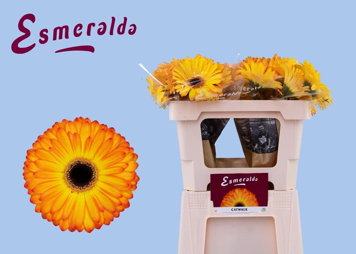 <h4>GE GR CATWALK</h4>