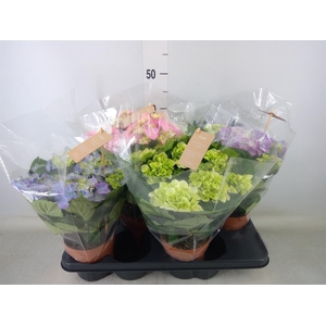 Hydrangea mac.   ...mix