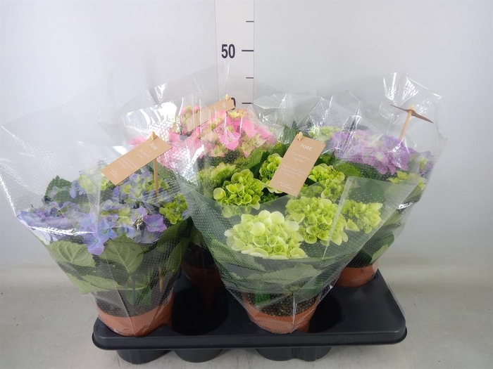 <h4>Hydrangea mac.   ...mix</h4>