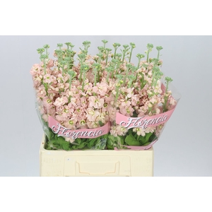 Matthiola Apricot