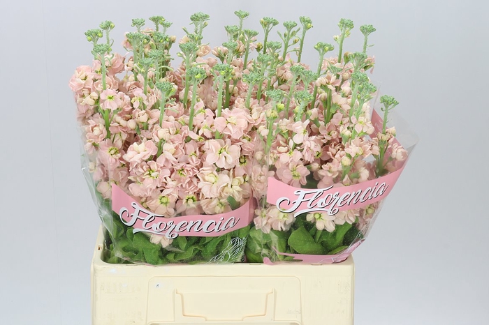 <h4>Matthiola Apricot</h4>