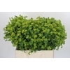 Bupleurum Griffithii