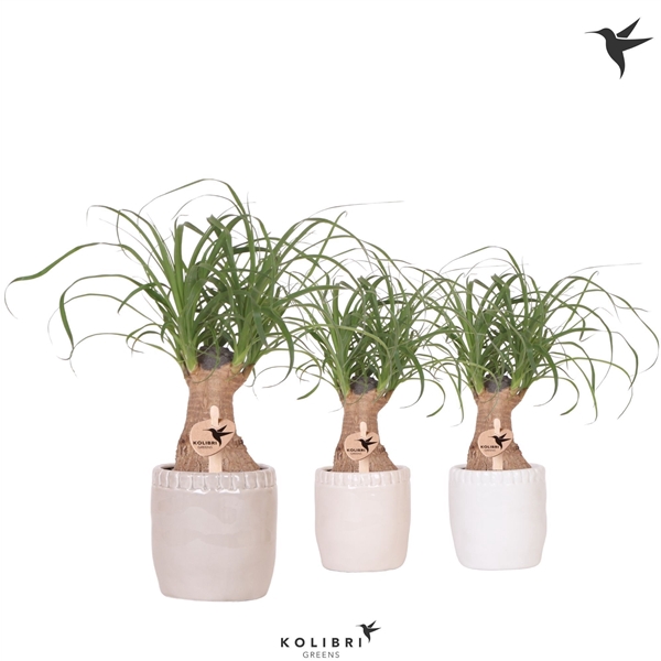 <h4>Kolibri Greens Beaucarnea in Stones pot mix</h4>