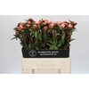 Paeonia Nick Shaylor