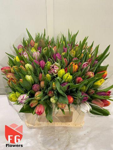 <h4>Tu Du Gem Plastic</h4>