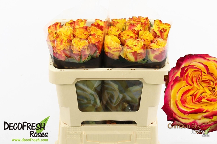 <h4>R Gr Crimson Sky</h4>