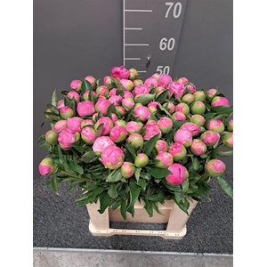 Paeo L Mr Jules Elie Viola