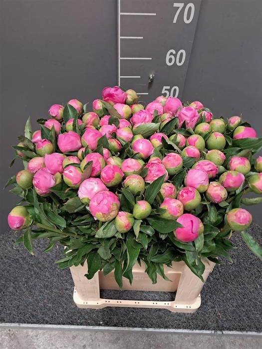 <h4>Paeo L Mr Jules Elie Viola</h4>