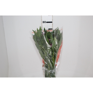 ALST. ONYX 070 CM