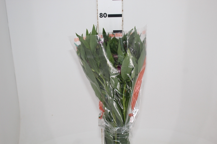 <h4>ALST. ONYX 070 CM</h4>