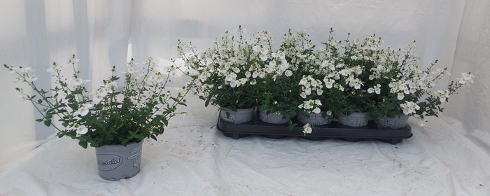 <h4>DIAS BARBERAE</h4>