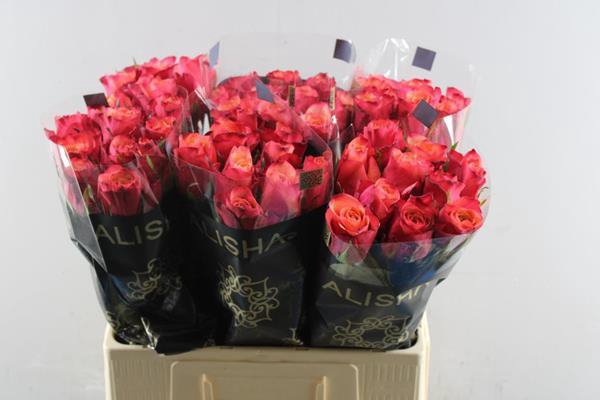 <h4>R Gr Bogart-bb L 60</h4>