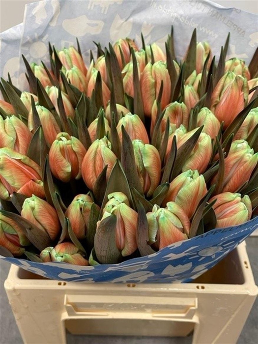 <h4>Tu Kb Bubblicious</h4>