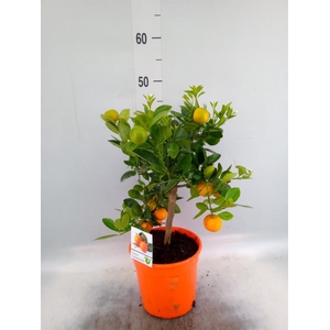 Citrus   ...