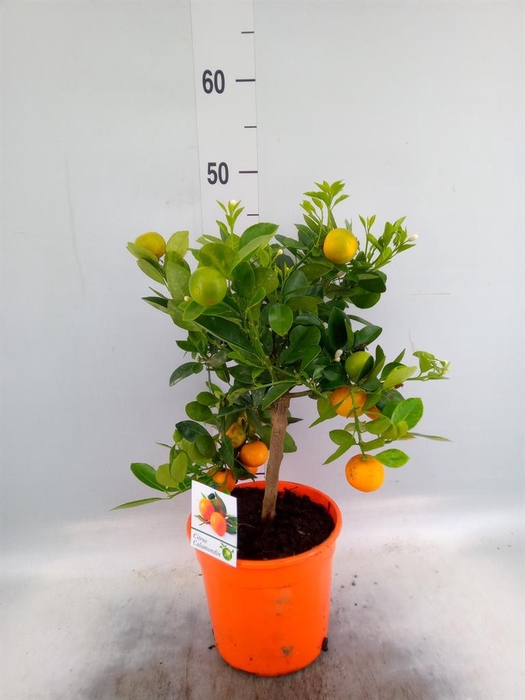 <h4>Citrus ...</h4>