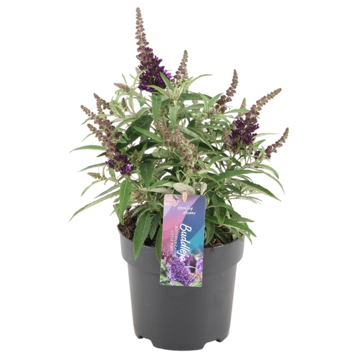 <h4>Buddleja Candy 'Little Purple' p17 (PT)</h4>