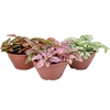 HYPOESTES C18