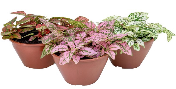 HYPOESTES C18