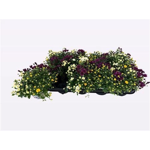 Gardenmum P12 Carnaval