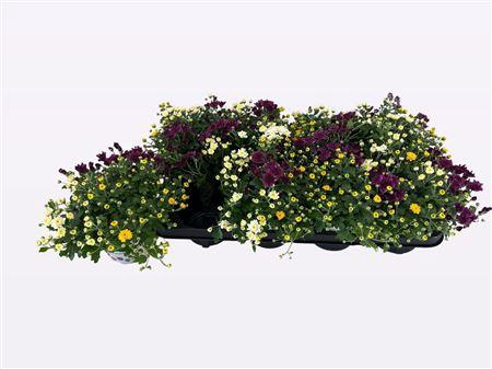 <h4>Gardenmum P12 Carnaval</h4>
