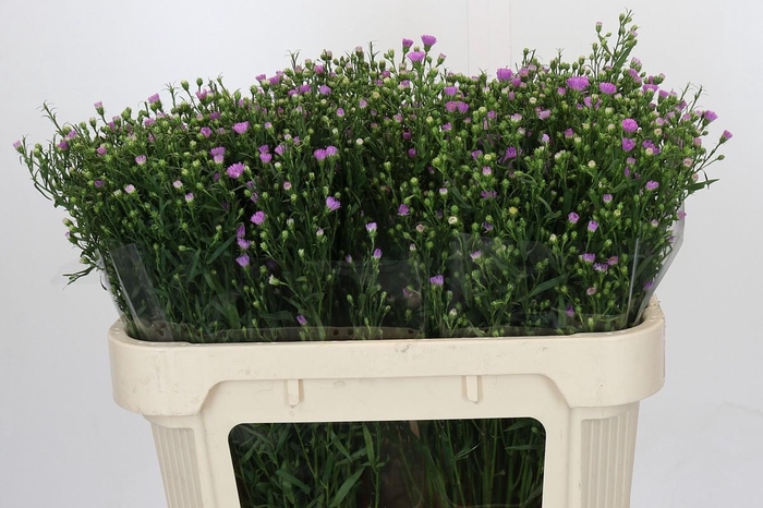 <h4>Aster Casarosa</h4>