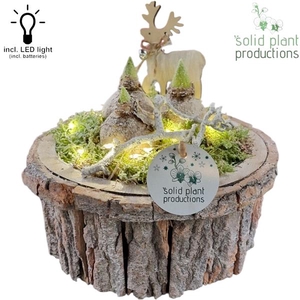 Arrangementen Hyacinthus 6%