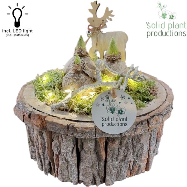 <h4>Arrangementen Hyacinthus 6%</h4>