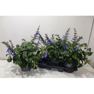 arr8 Salvia Lake Como