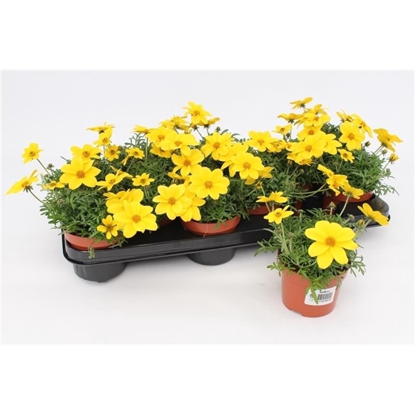 <h4>Bidens Compact</h4>