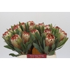 Protea Aurumn