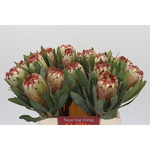 Protea Aurumn