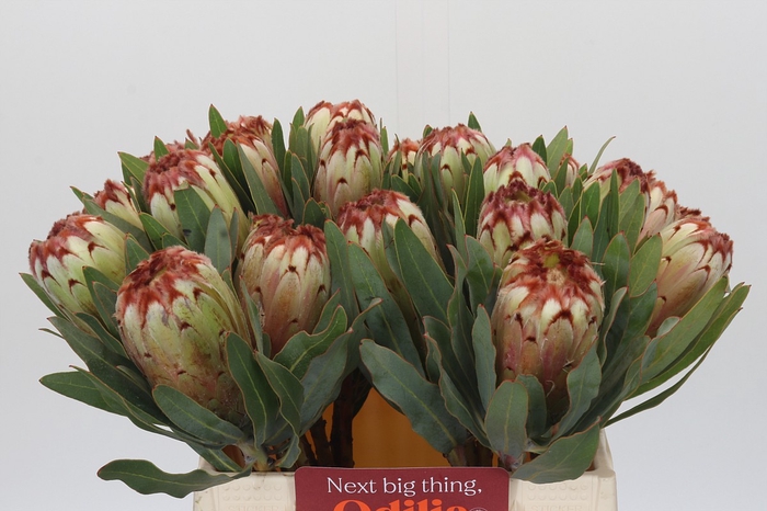 <h4>Protea Aurumn</h4>