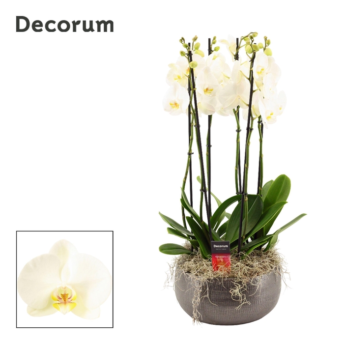 <h4>Nero 6 tak symphony white (Deco-collection)</h4>