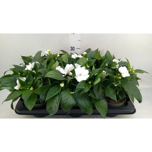 Impatiens NG 'Tamarinda White'