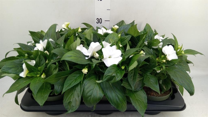 <h4>Impatiens NG 'Tamarinda White'</h4>