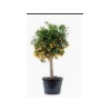 Citrus hystrix