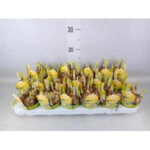 Narcissus  'Tete a tete'