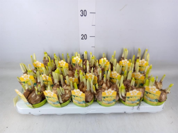 <h4>Narcissus 'Tete a tete'</h4>