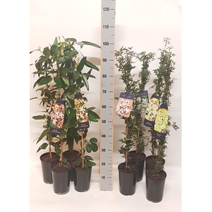 Clematis armandii/evergreen mix trolley (MG26036)